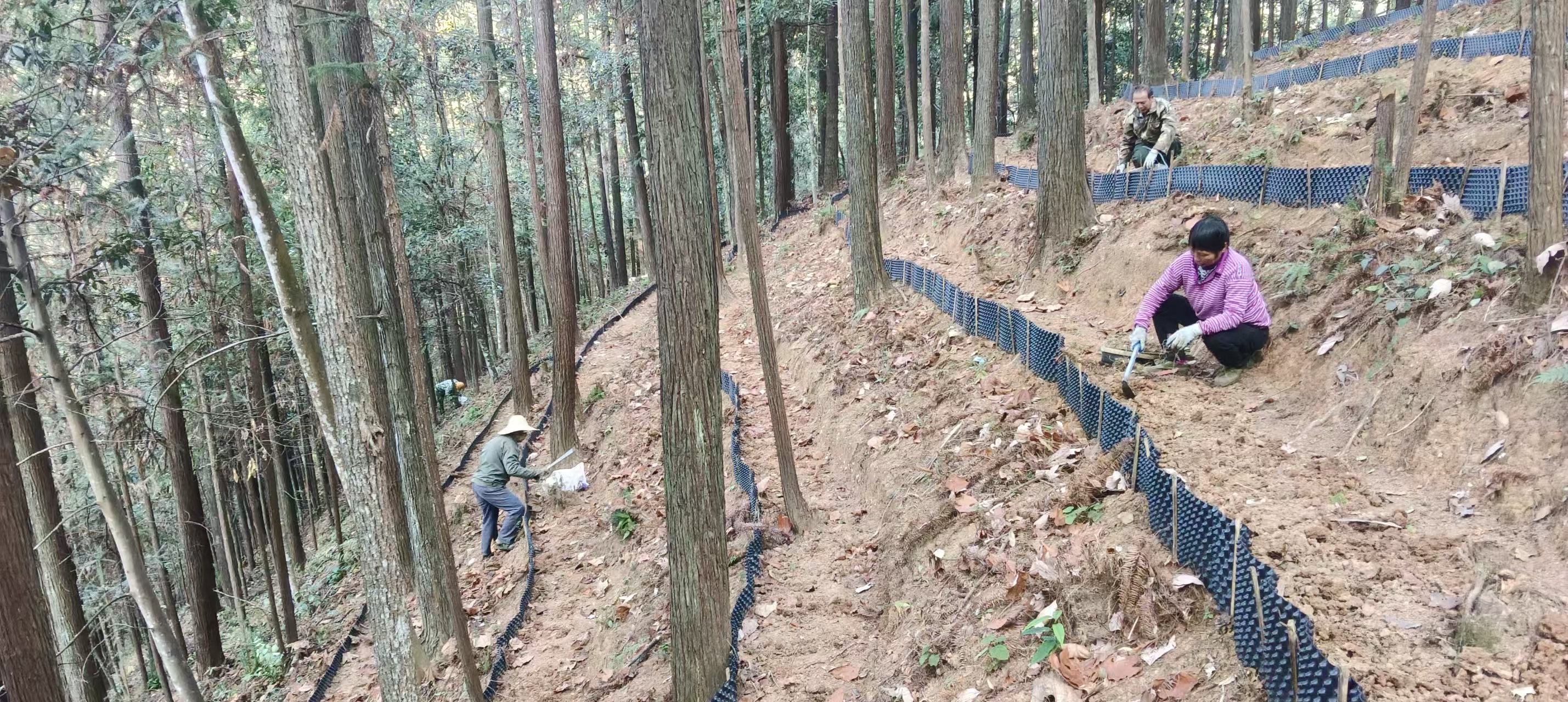 漠源琵琶丘基地黃精試種擴容！金森探索林藥共生新路徑