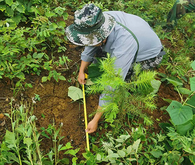 嚴(yán)把森林培育質(zhì)量關(guān)，譜寫資源培育新篇章