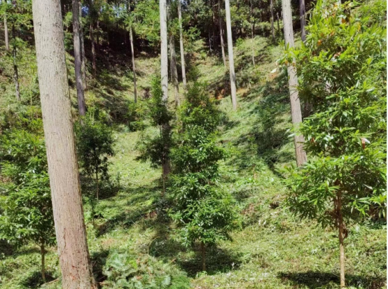 琵琶丘工區(qū)：三明市森林質量精準提升工程業(yè)務培訓現(xiàn)場示范