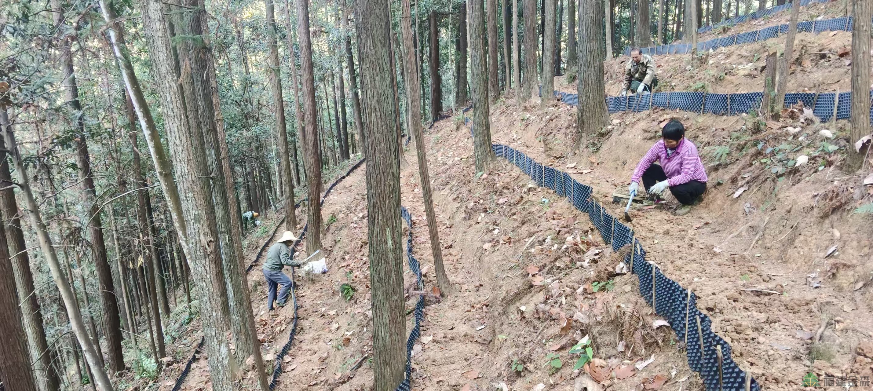 漠源琵琶丘基地黃精試種擴(kuò)容！金森探索林藥共生新路徑